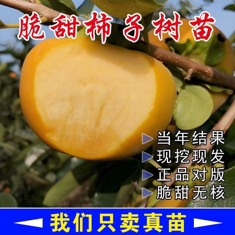 太秋柿子树苗基地直发一手货源保证品种