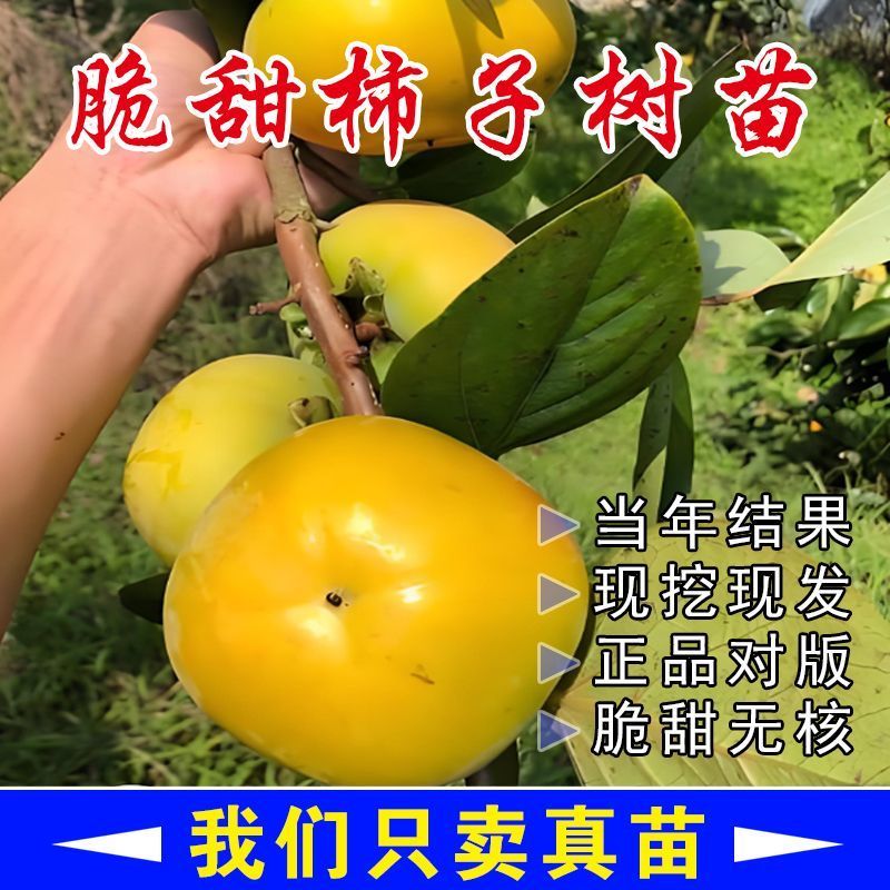 太秋柿子树苗基地直发一手货源保证品种