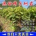 太秋柿子树苗基地直发一手货源保证品种