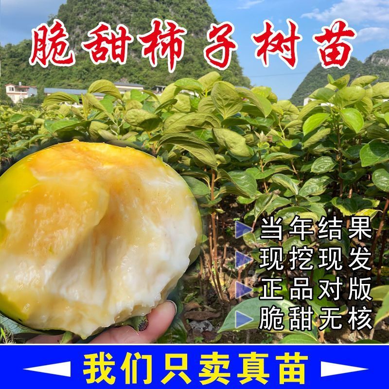 太秋柿子树苗基地直发一手货源保证品种