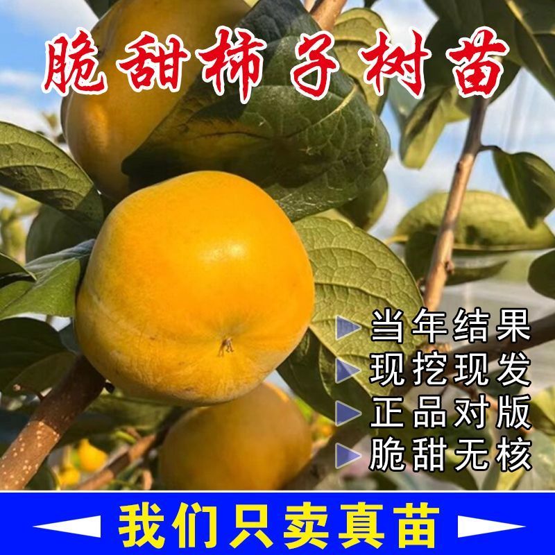 太秋柿子树苗基地直发一手货源保证品种