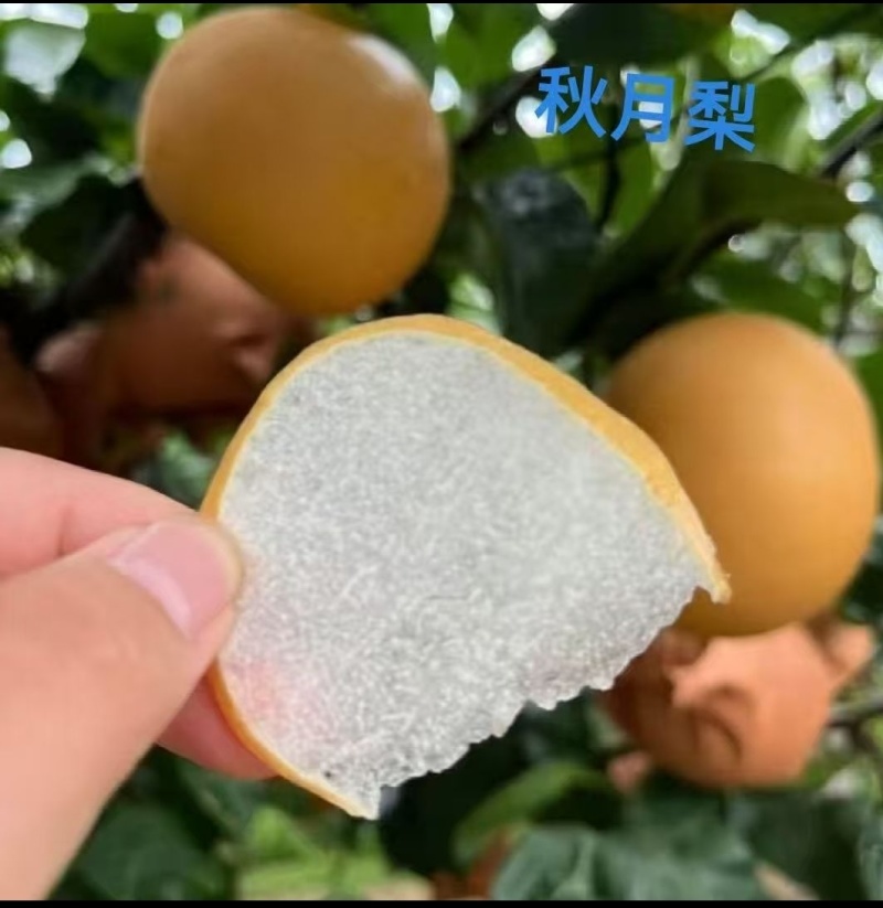 秋月梨苗嫁接苗晚熟品种现挖现发保湿发货快递包邮