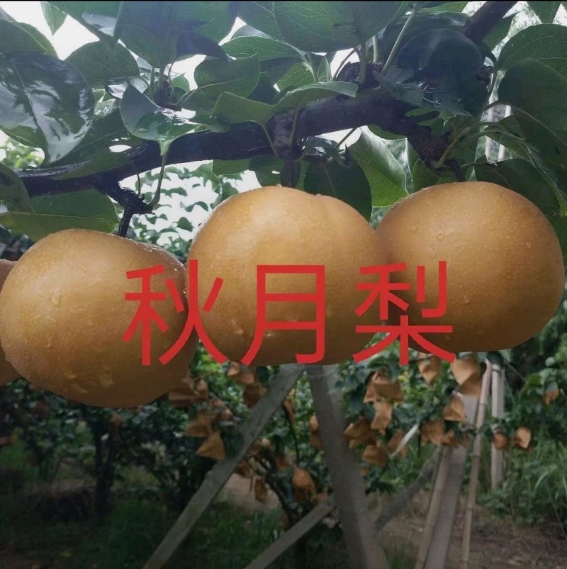 秋月梨苗嫁接苗晚熟品种现挖现发保湿发货快递包邮