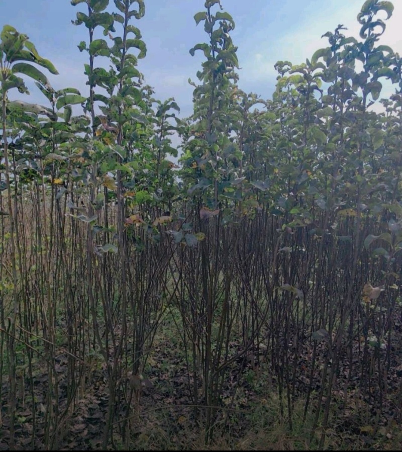 秋月梨苗嫁接苗晚熟品种现挖现发保湿发货快递包邮