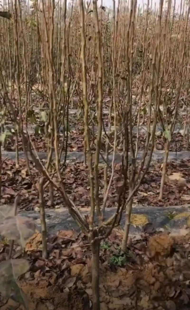 秋月梨苗嫁接苗晚熟品种现挖现发保湿发货快递包邮