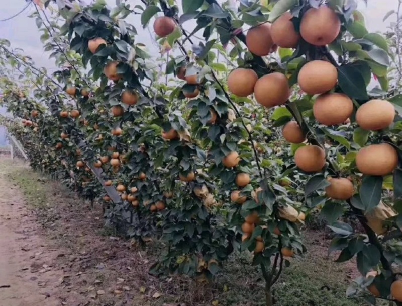 秋月梨苗嫁接苗晚熟品种现挖现发保湿发货快递包邮