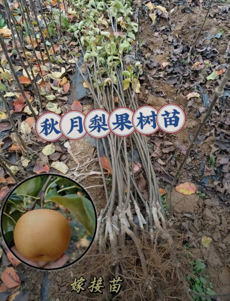 秋月梨苗嫁接苗晚熟品种现挖现发保湿发货快递包邮