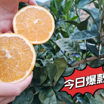 香山祥雾脐橙，开采季