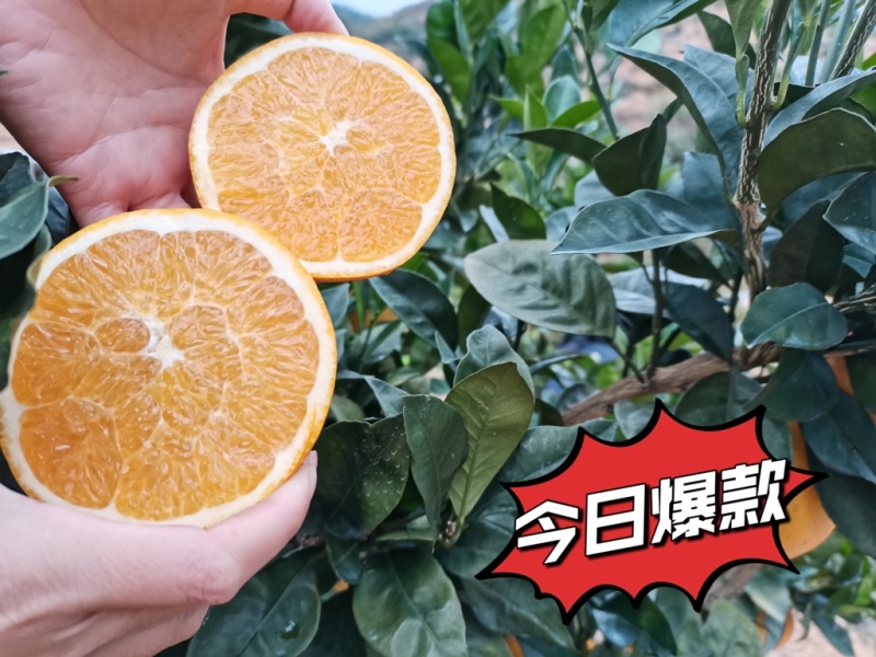 香山祥雾脐橙，开采季
