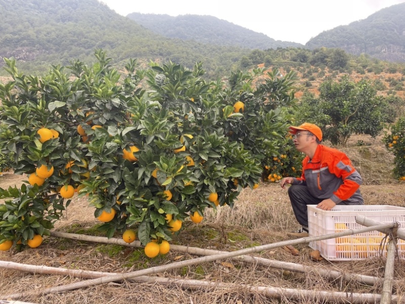 香山祥雾脐橙，开采季