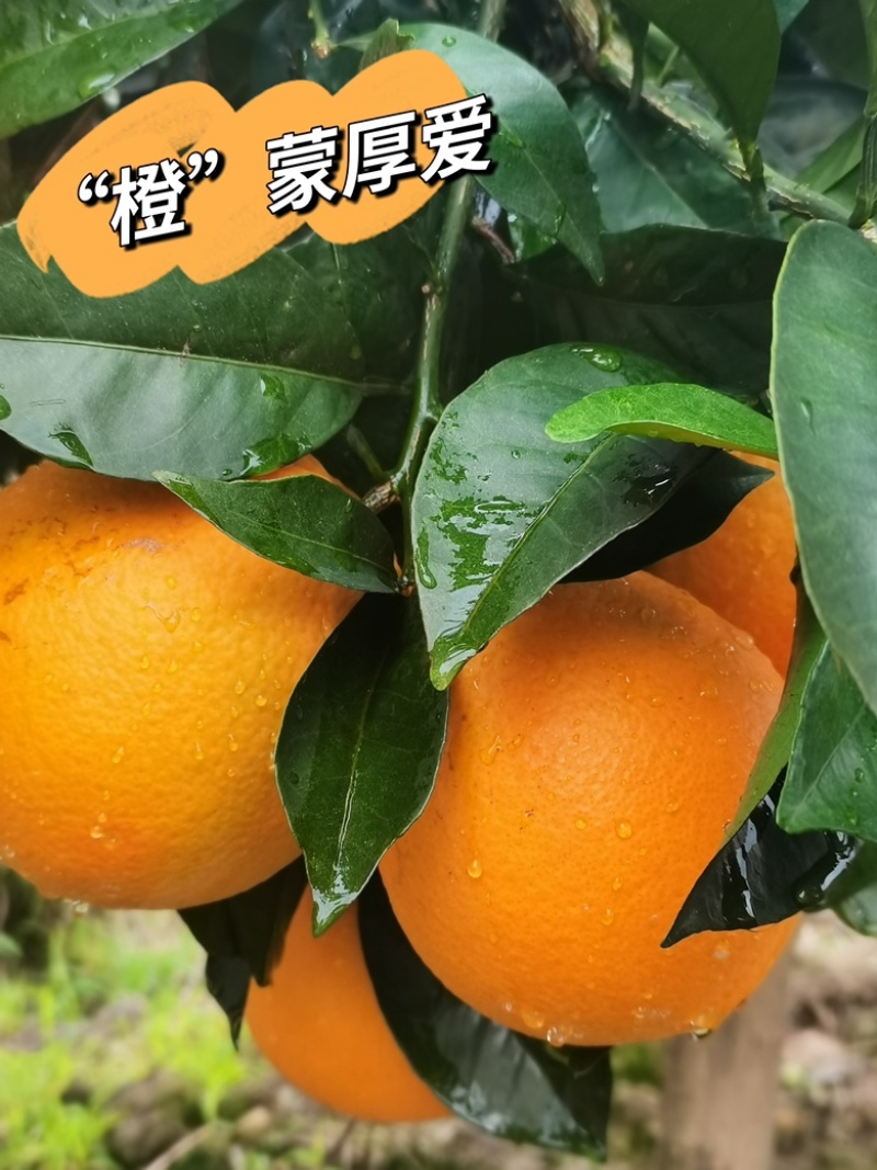 香山祥雾脐橙，开采季
