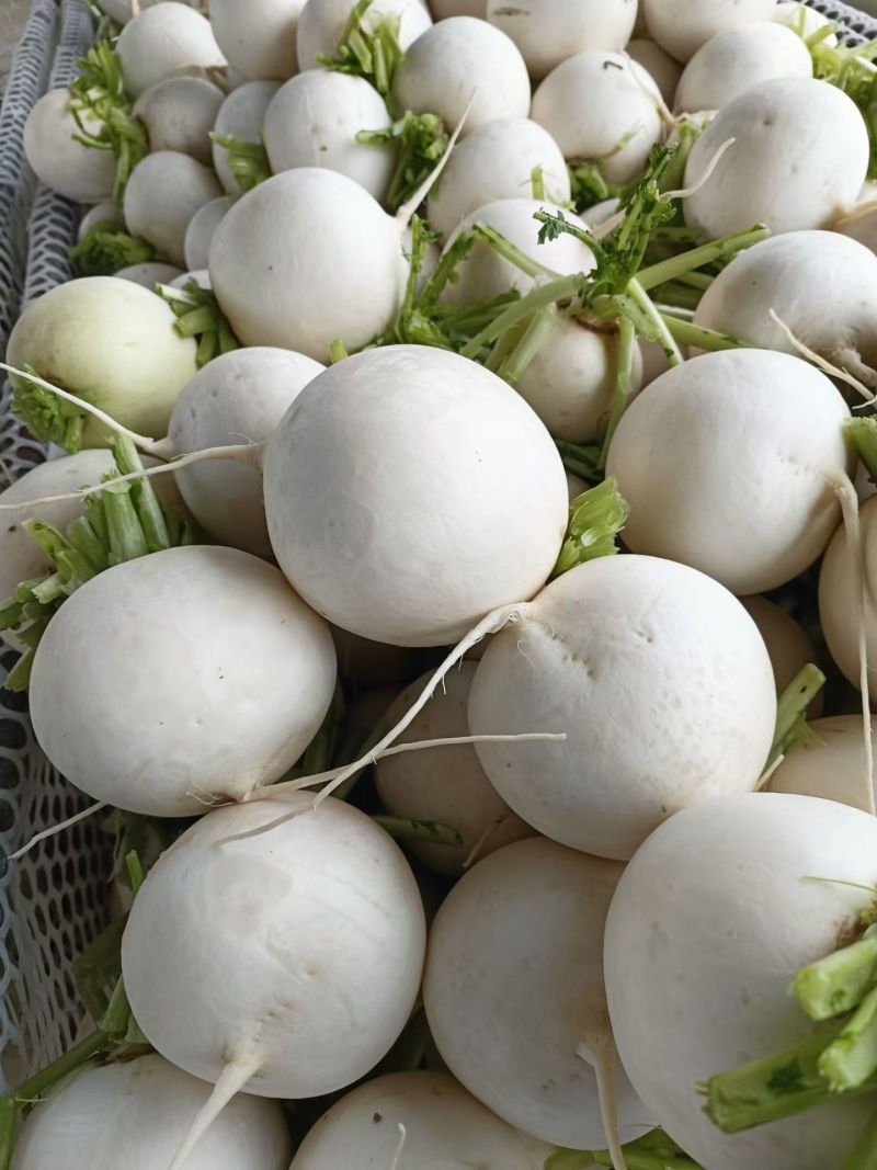 圆萝卜