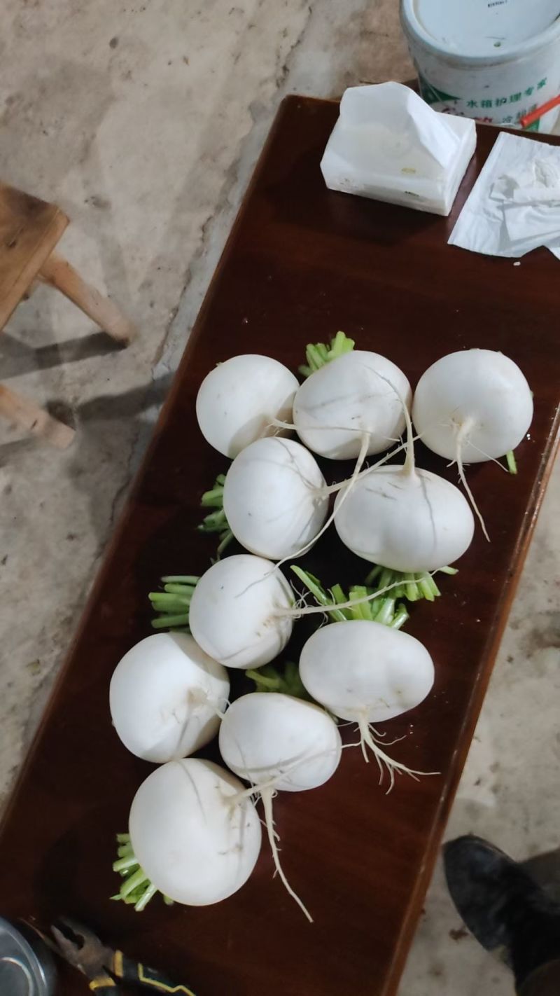 圆萝卜