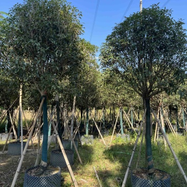 红丹桂8-20分大量岀售