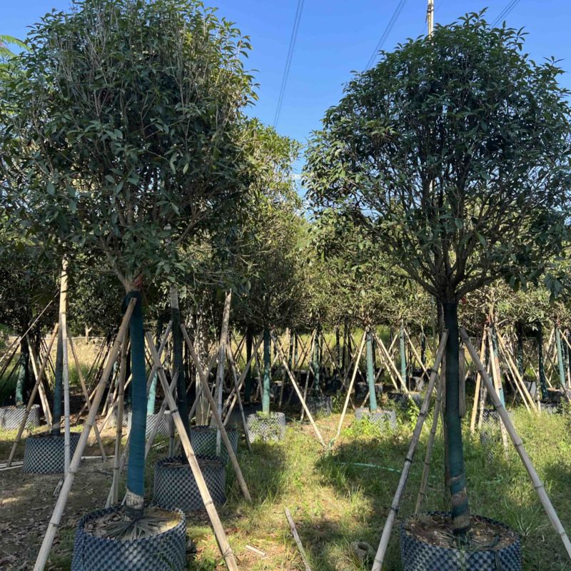 红丹桂8-20分大量岀售