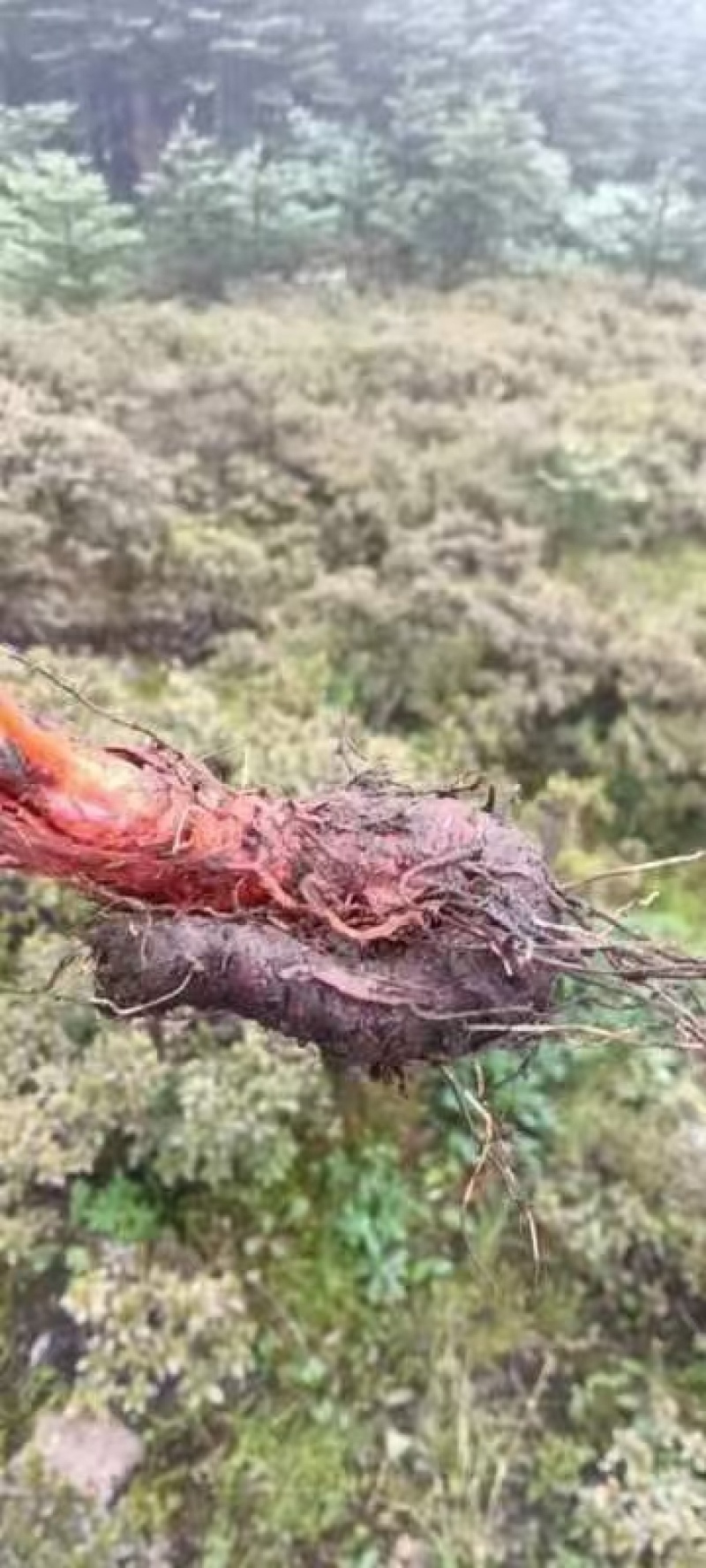 草血竭纯野生处理干净根须！！！！！！！！！