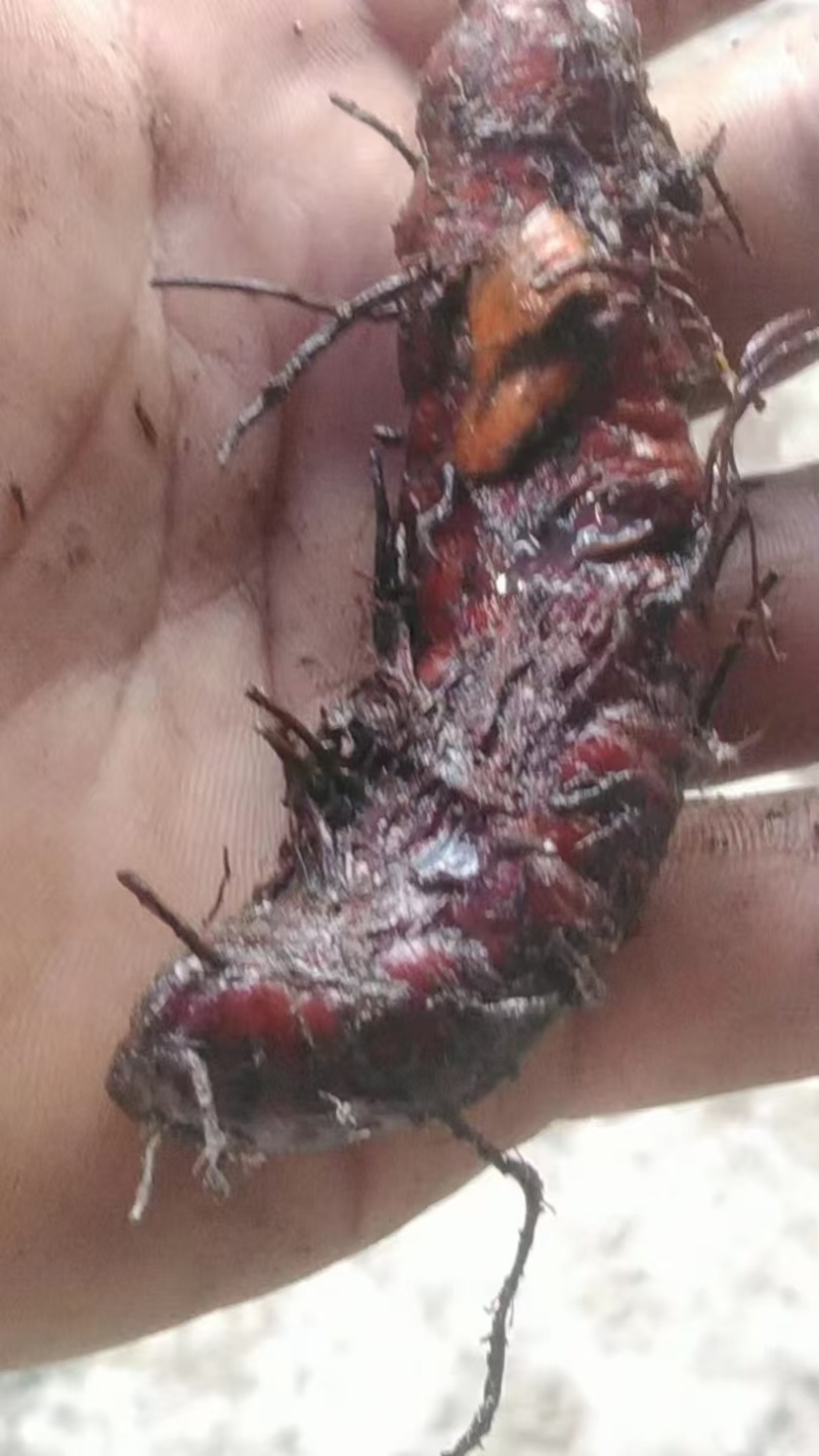 草血竭纯野生处理干净根须！！！！！！！！！