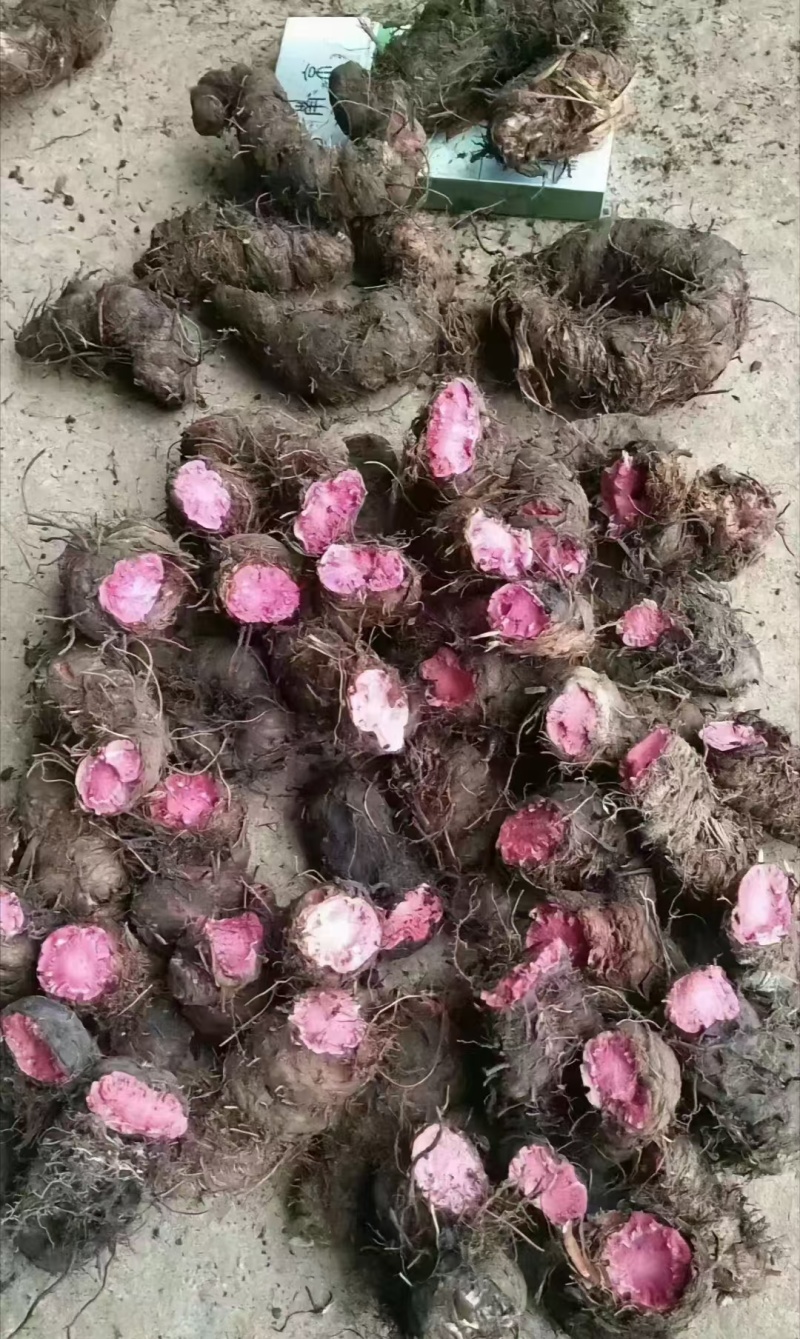 草血竭纯野生处理干净根须！！！！！！！！！