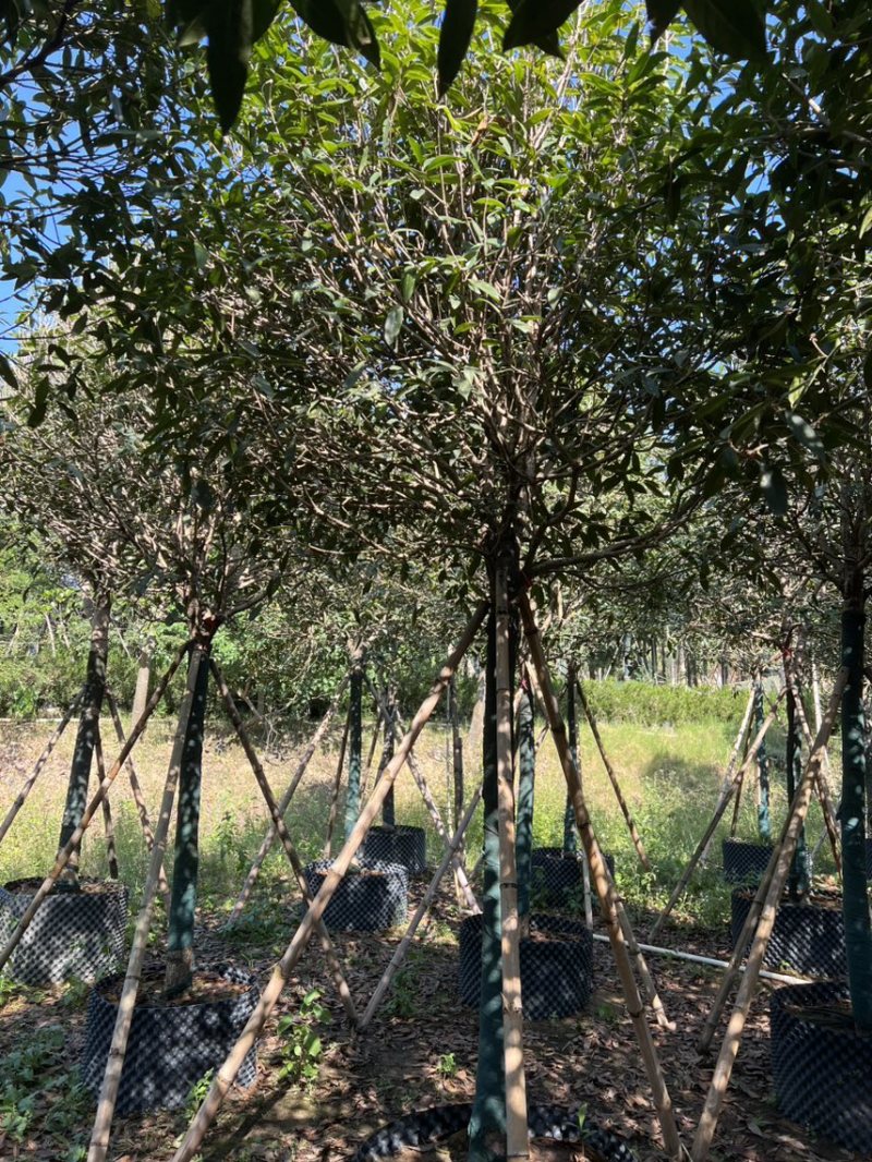 红丹桂8-20分大量岀售