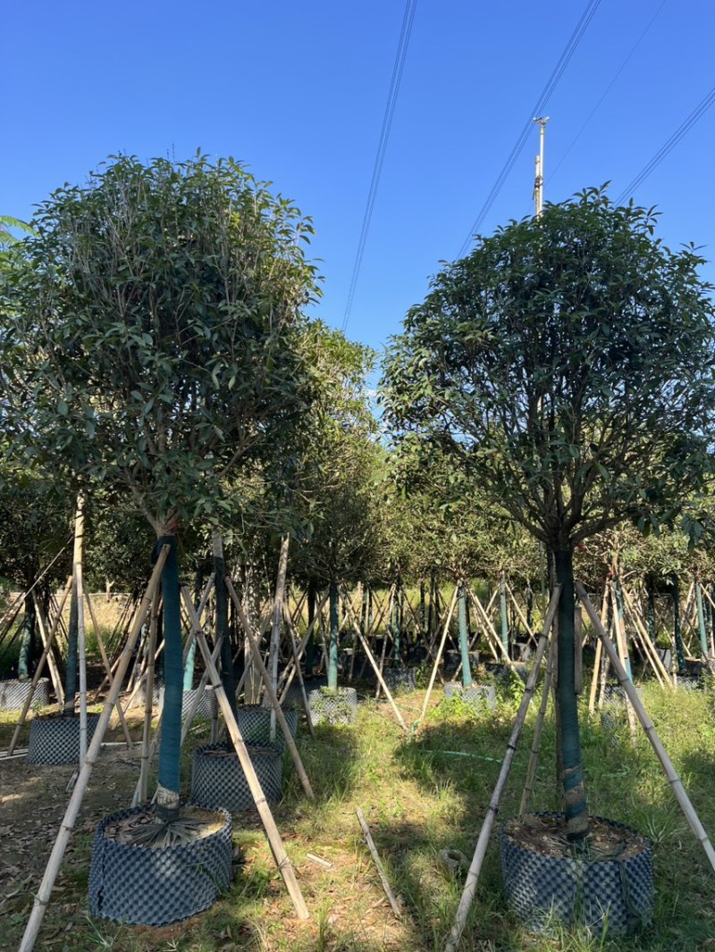 红丹桂8-20分大量岀售