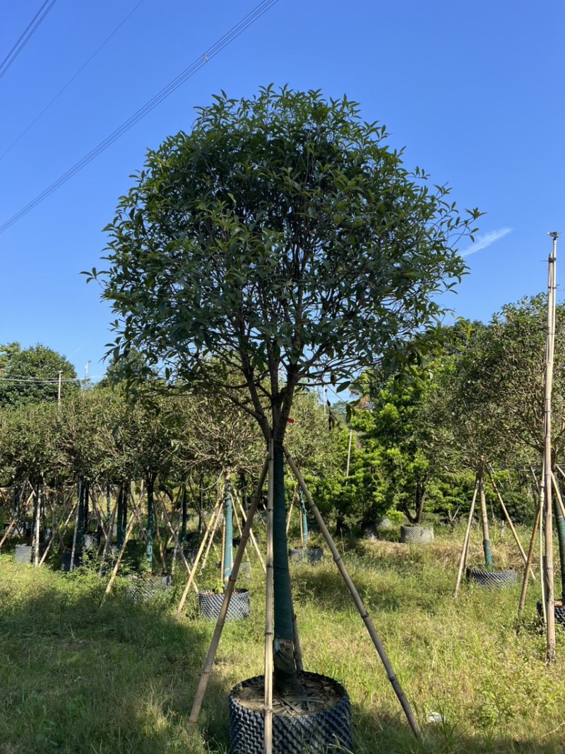 红丹桂8-20分大量岀售