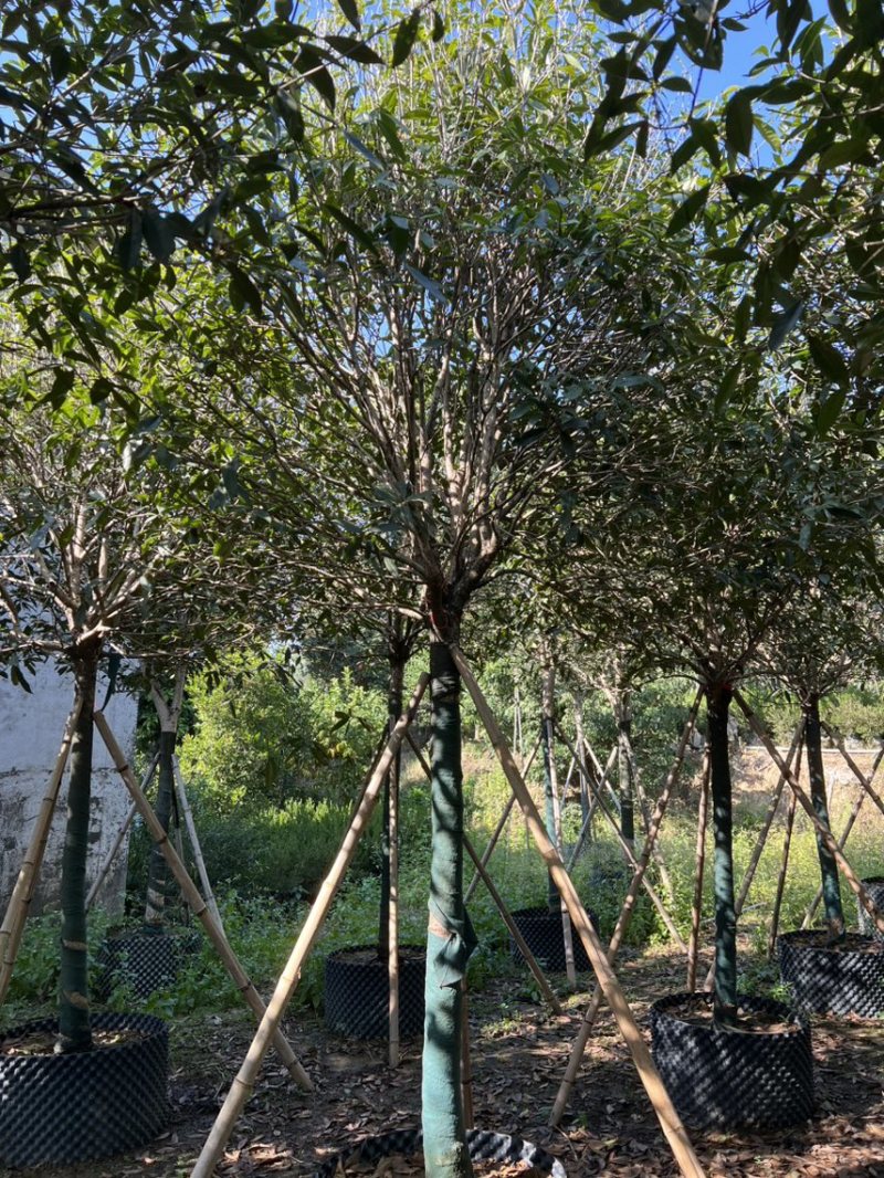 红丹桂8-20分大量岀售