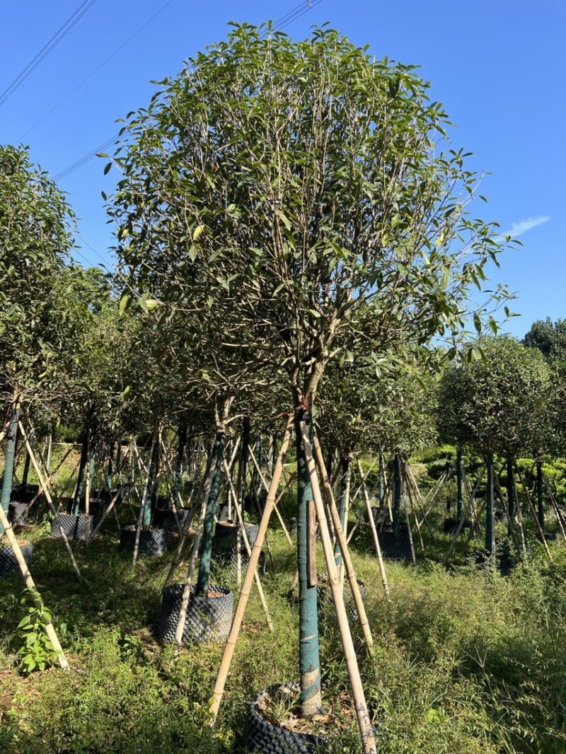 红丹桂8-20分大量岀售