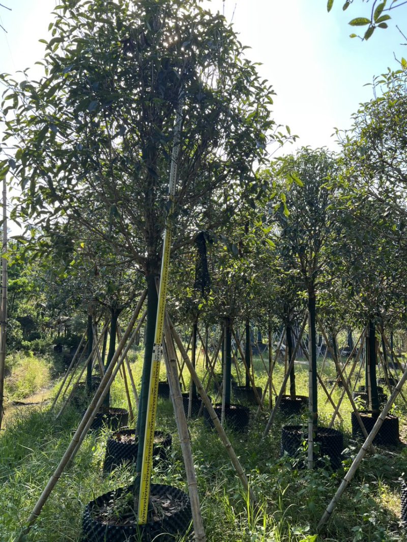 红丹桂8-20分大量岀售