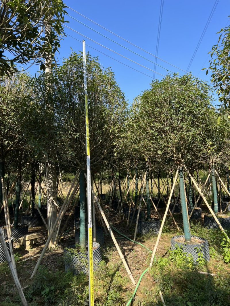 红丹桂8-20分大量岀售