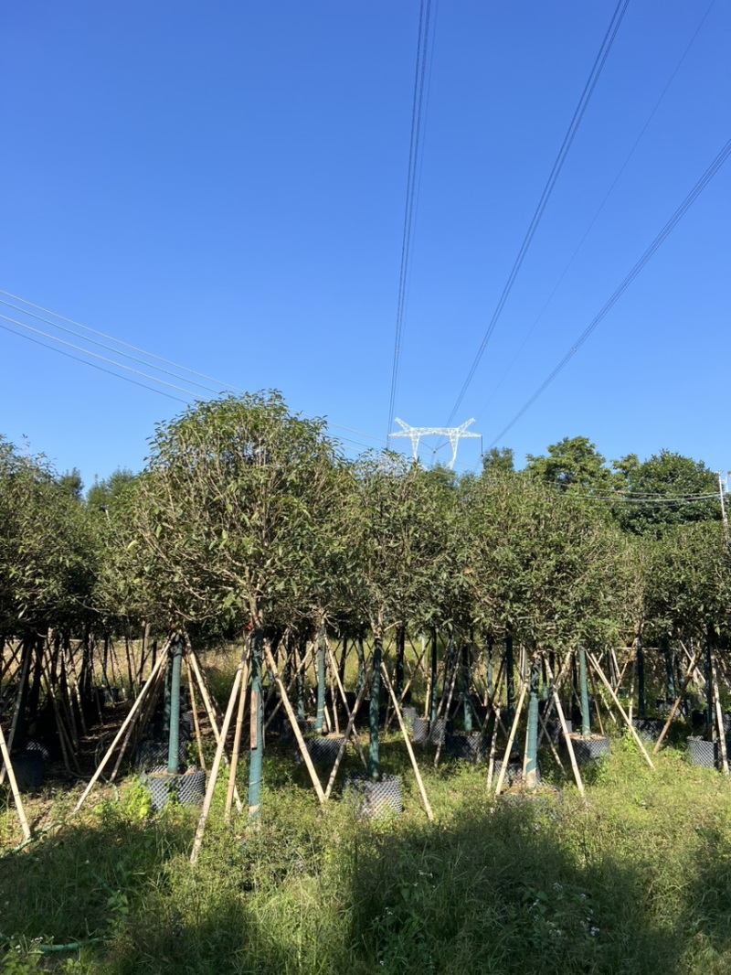 红丹桂8-20分大量岀售