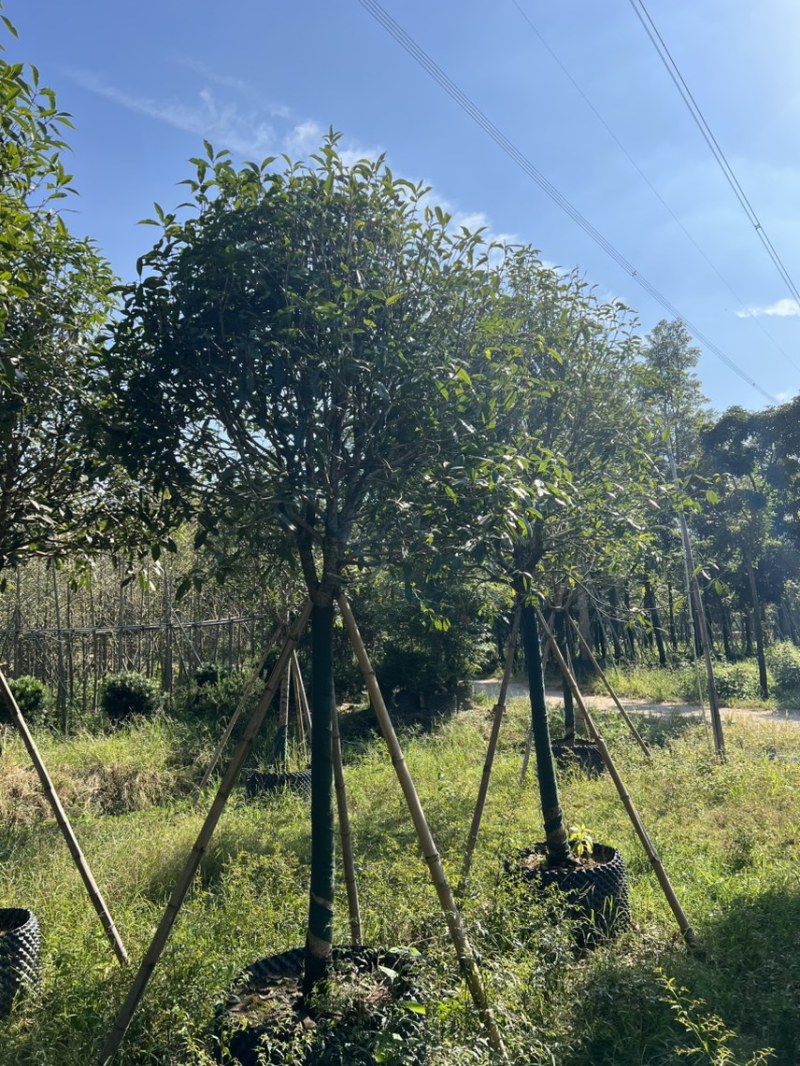 红丹桂8-20分大量岀售