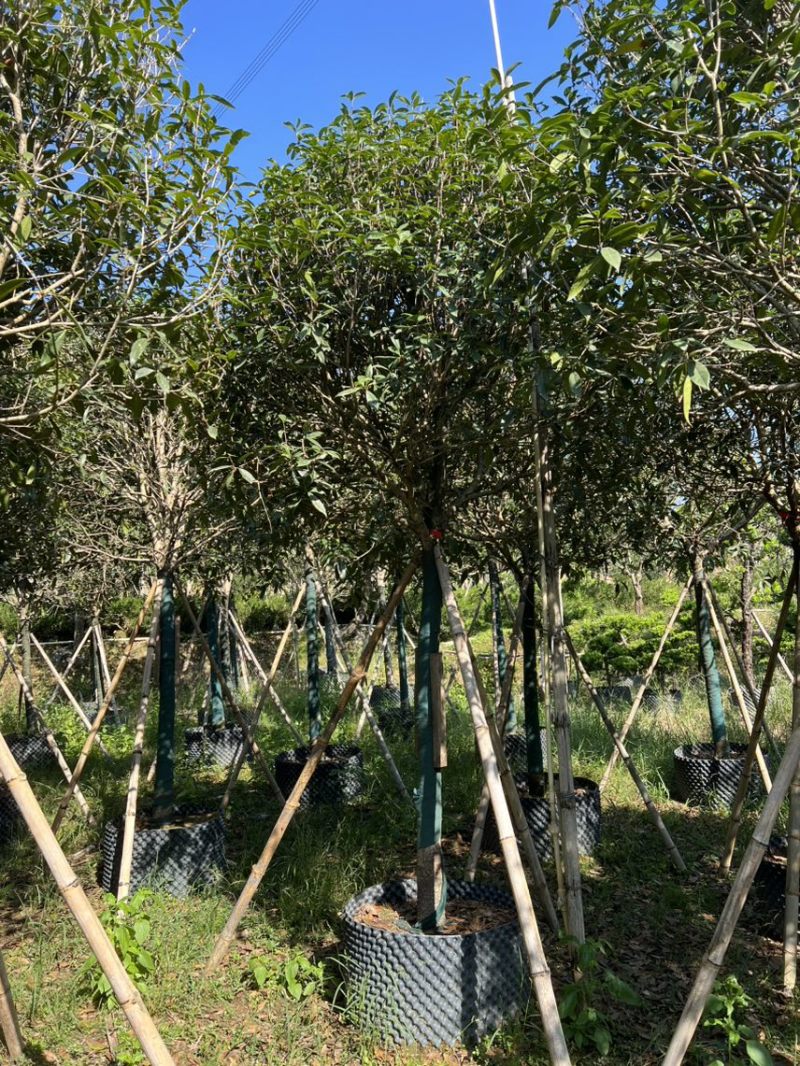 红丹桂8-20分大量岀售