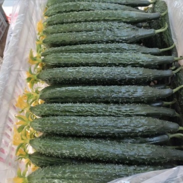 广东徐闻密刺黄瓜各种规格市场/电商/食堂/大量供货