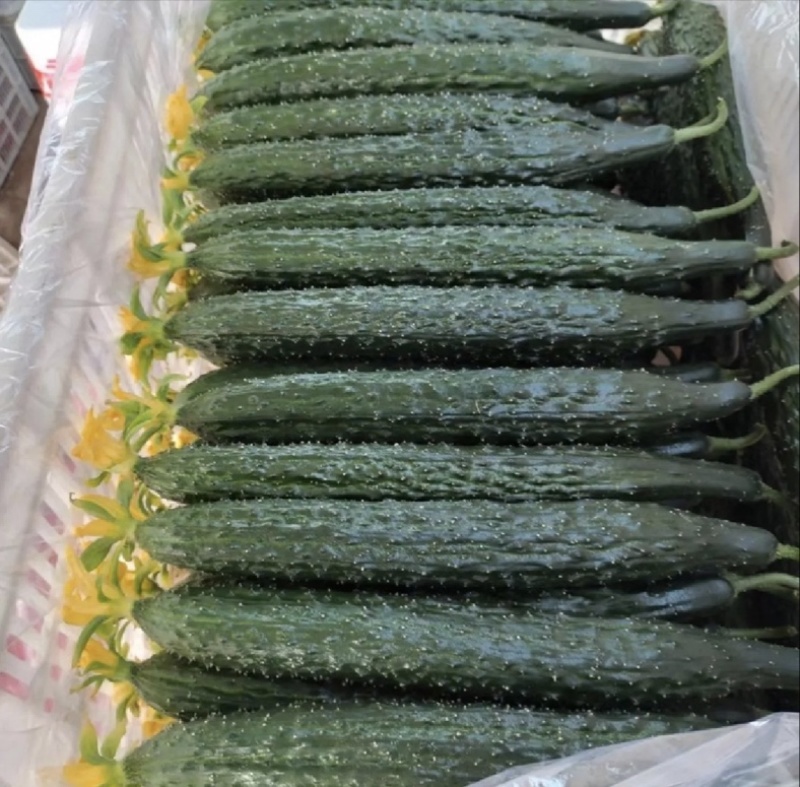 广东徐闻密刺黄瓜各种规格市场/电商/食堂/大量供货