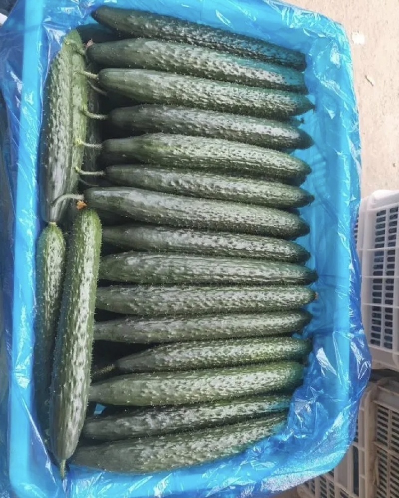 广东徐闻密刺黄瓜各种规格市场/电商/食堂/大量供货