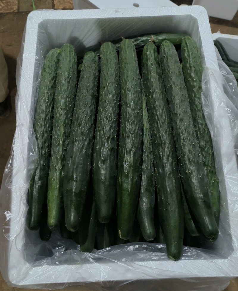 广东徐闻密刺黄瓜各种规格市场/电商/食堂/大量供货