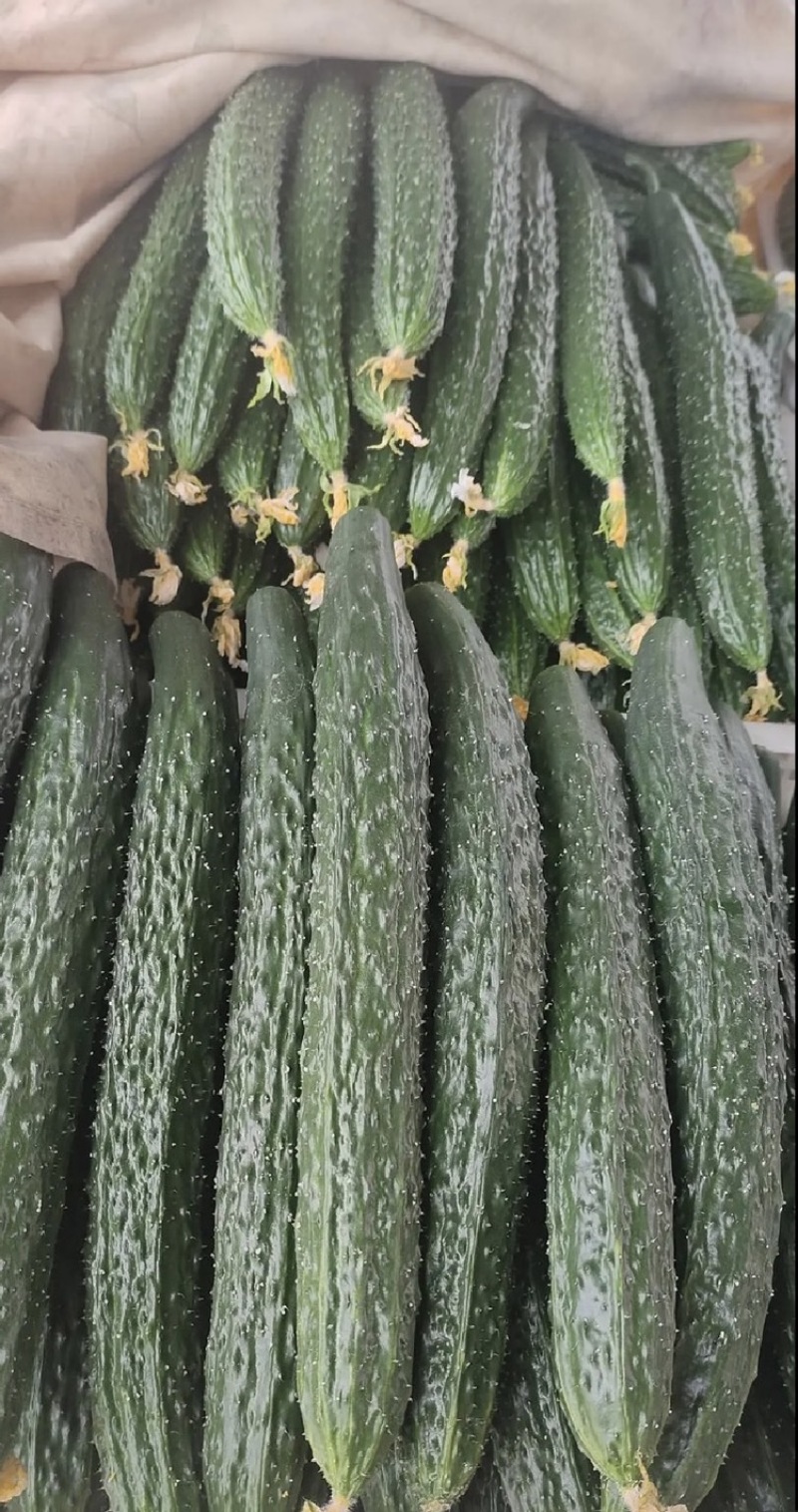 广东徐闻密刺黄瓜各种规格市场/电商/食堂/大量供货