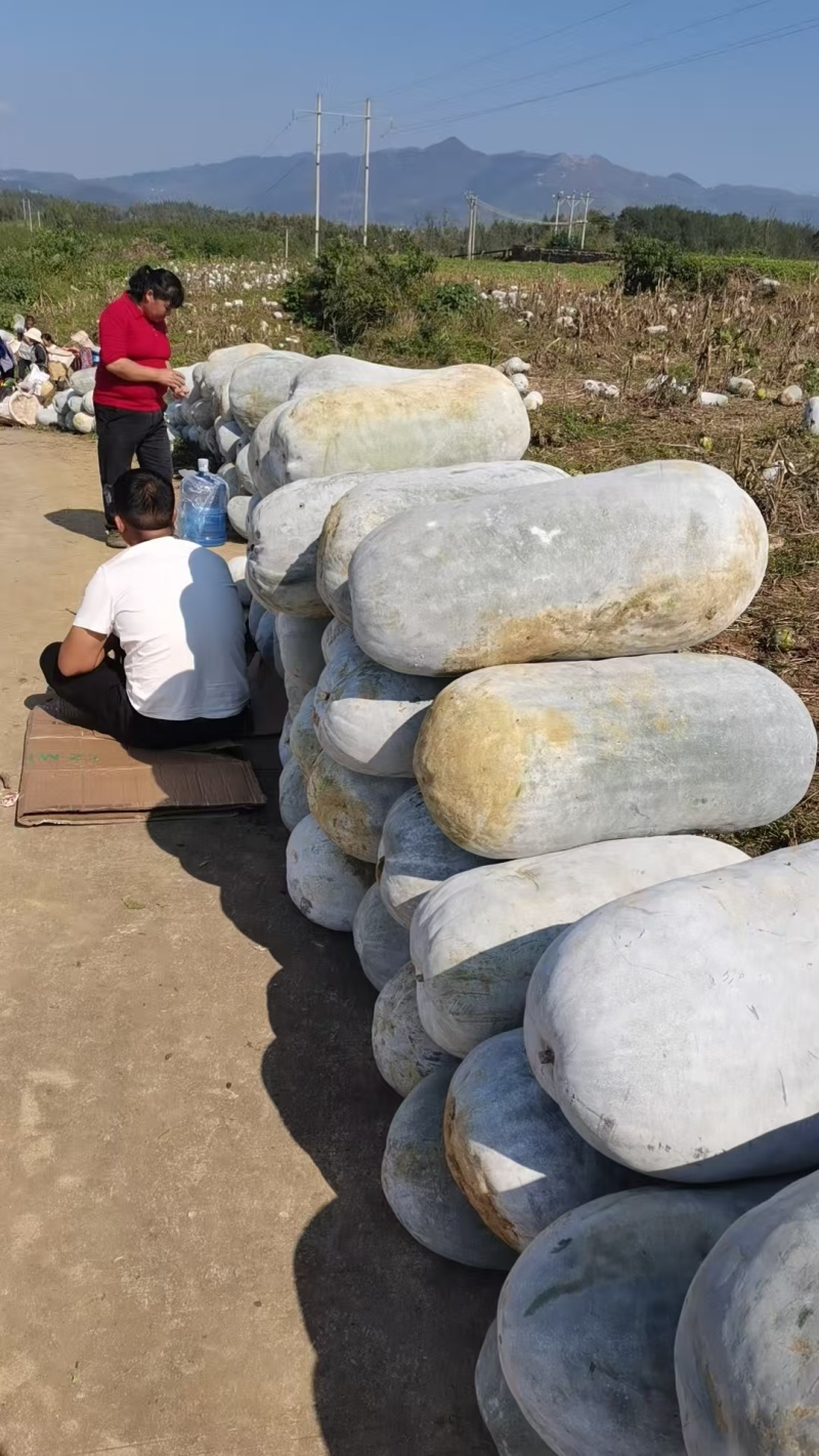 优质冬瓜