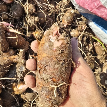 江西上饶红芽芋，新鲜毛芋头，现挖现卖，1000斤起售！