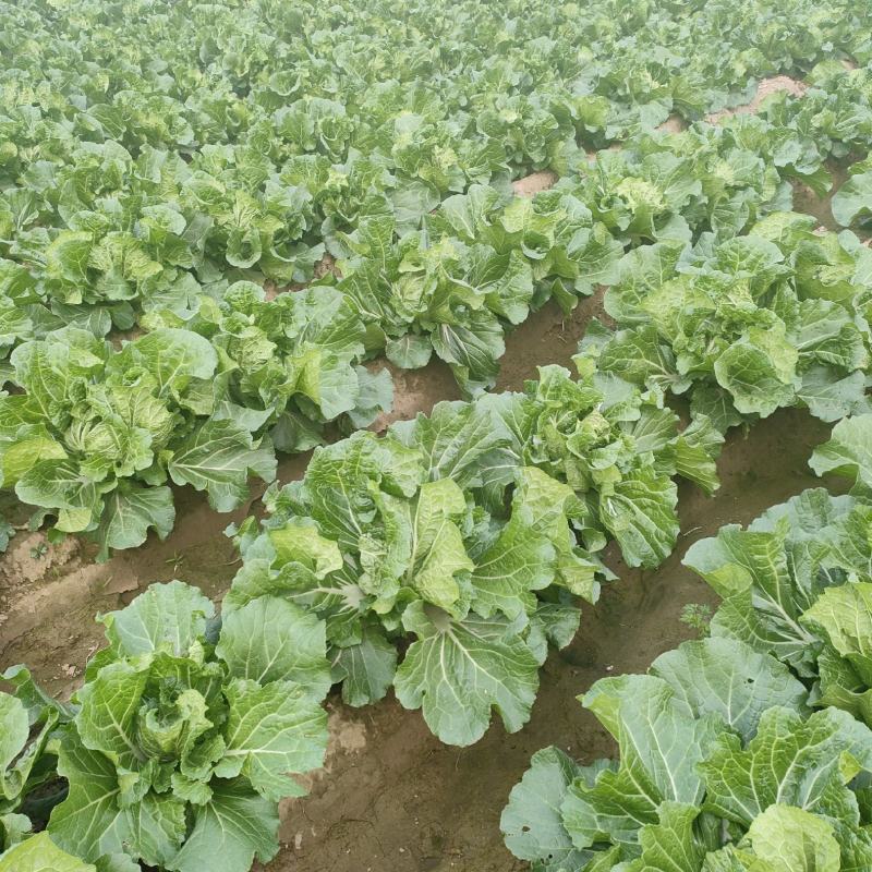 60亩大白菜，20天后上市