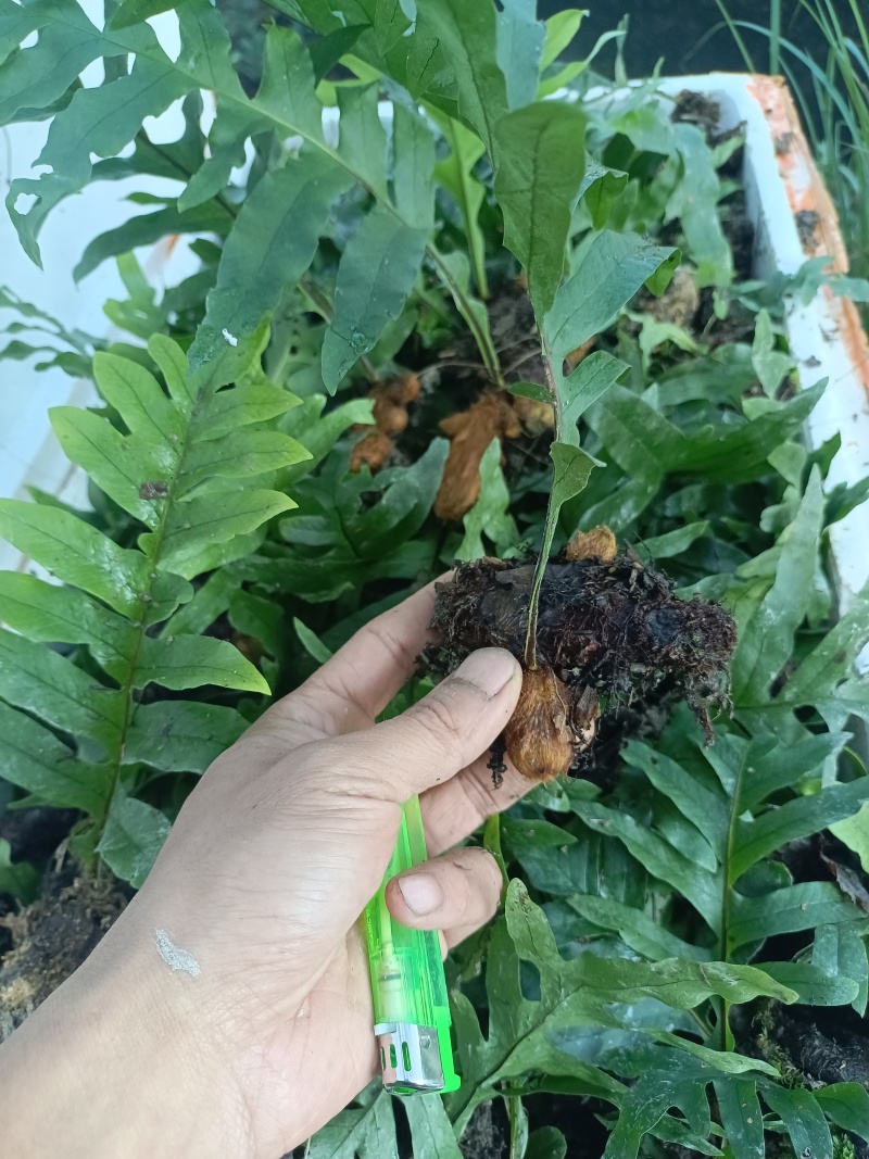 骨碎补苗