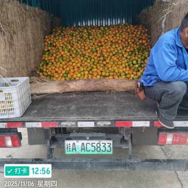 大江口纽荷尔。