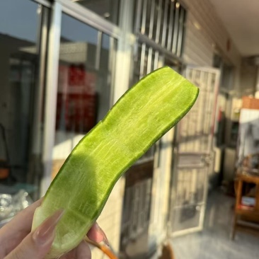 正宗潍县水果萝卜电商一件代发