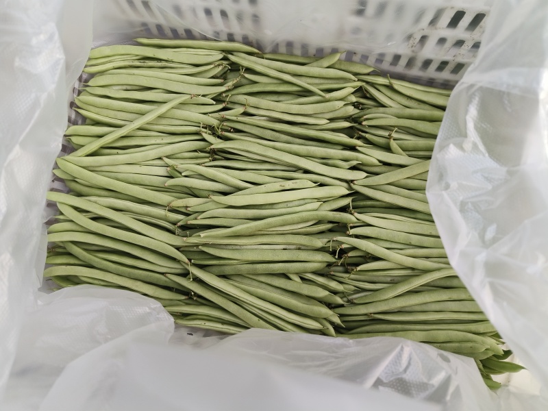 四季豆