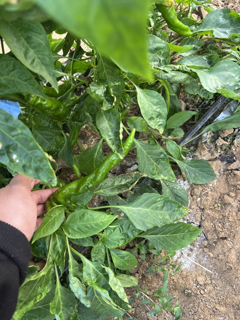 螺丝椒