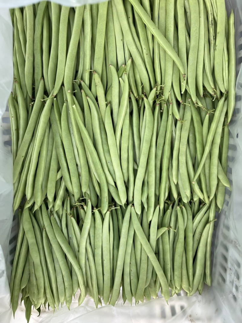 四季豆