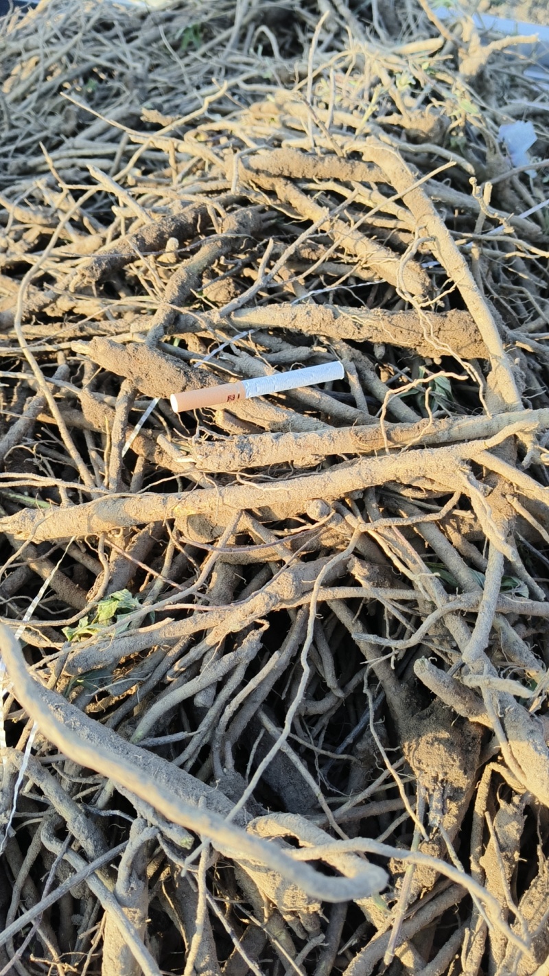 鲜黄芩，粒栽