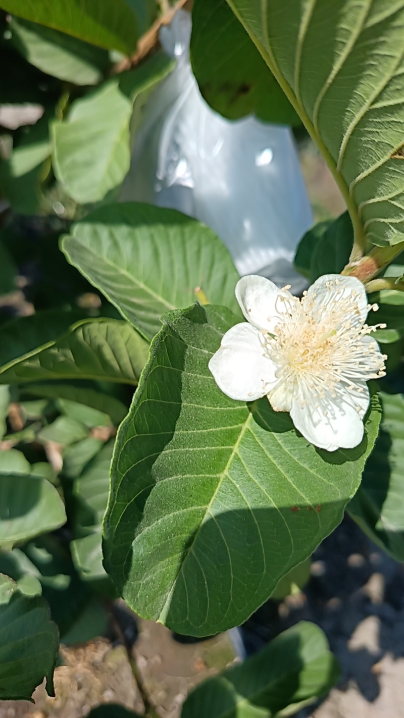 源自华侨农场，一口红宝石番石榴，尝尽热带鲜醇