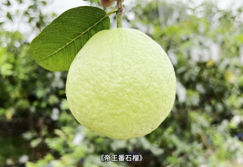 现摘现发本地优选帝王番石榴（芭乐）——果香浓郁，脆甜多