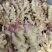 安徽小黄姜现挖新鲜的，姜味浓，都是精品，山地种的